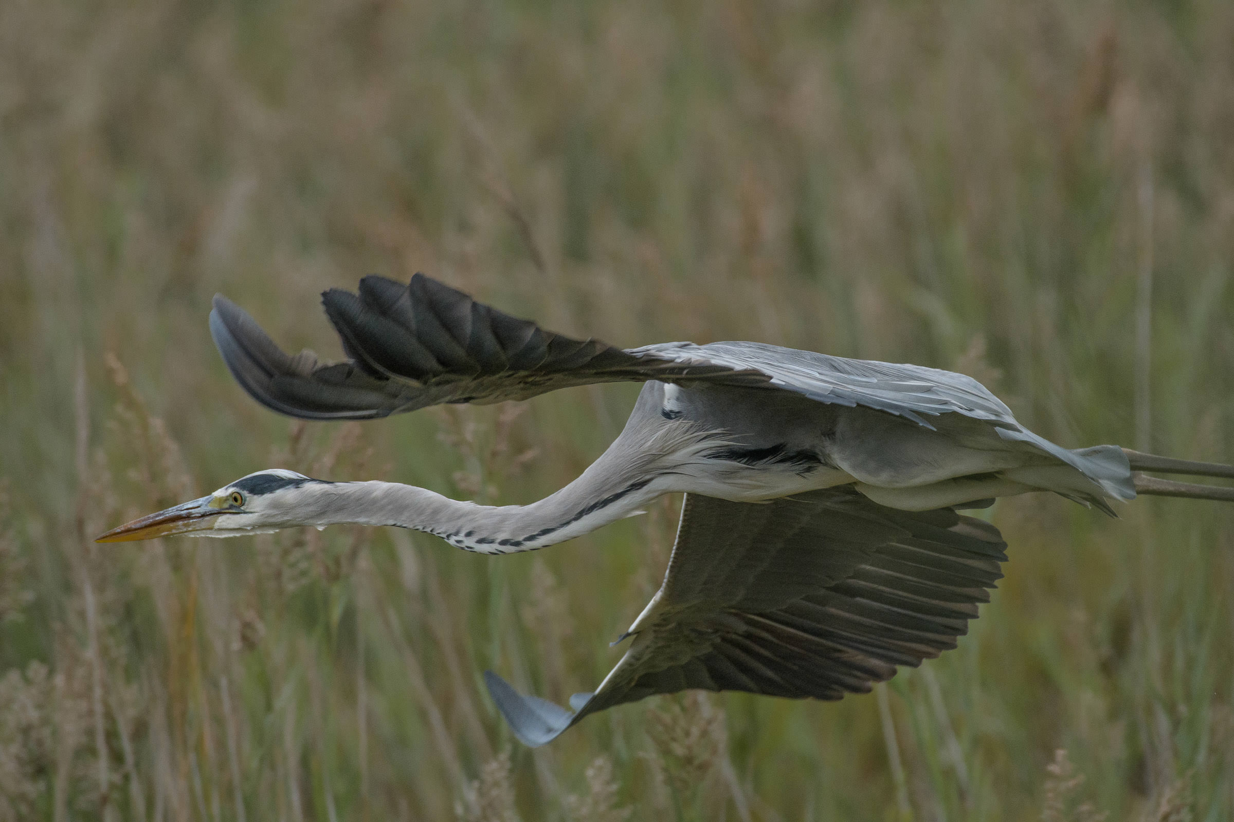 Graureiher - Héron cendré - Airone cenerino - Ardea cinerea