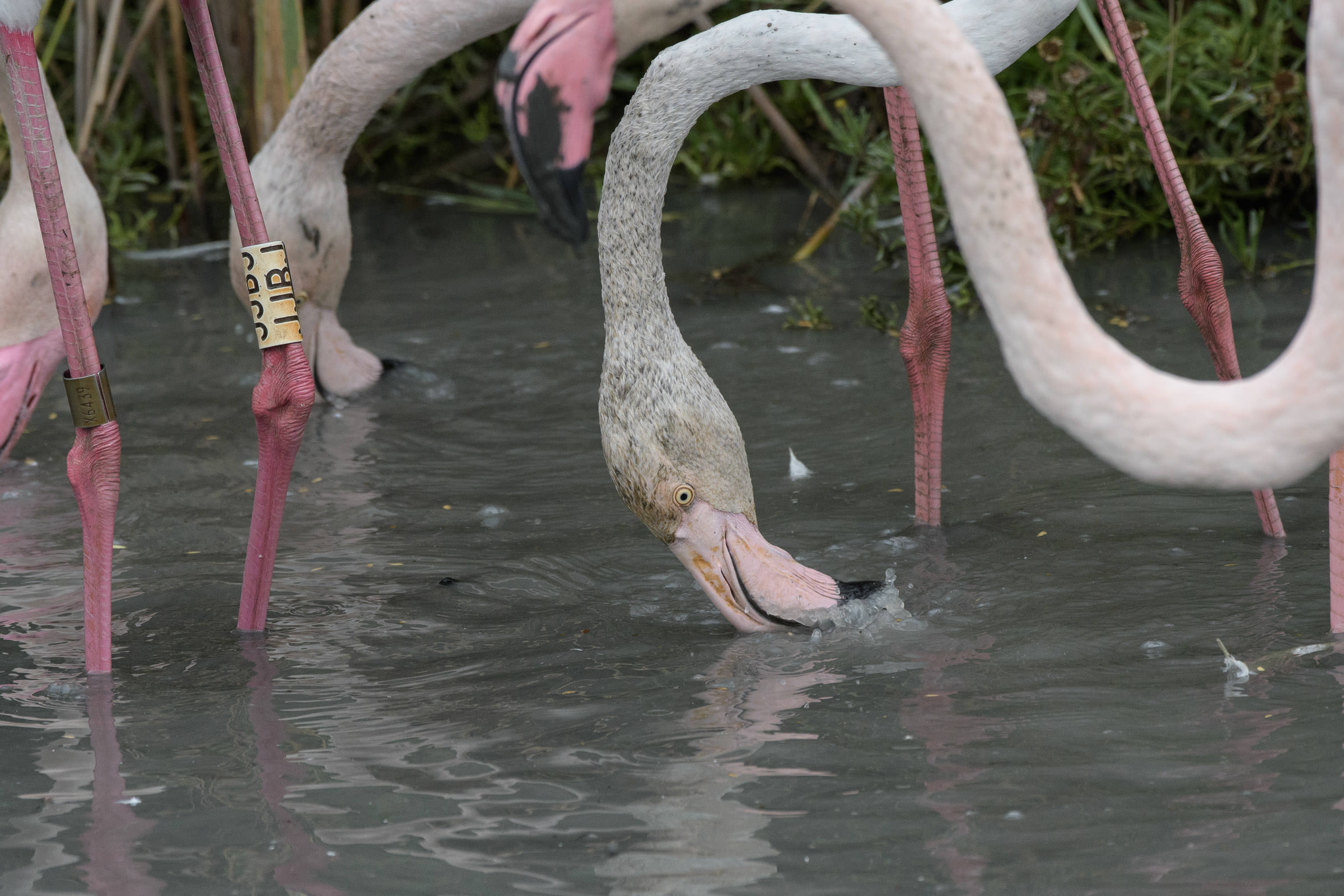 Flamingo - Flamant  - Fenicottero - Phoenicopterus