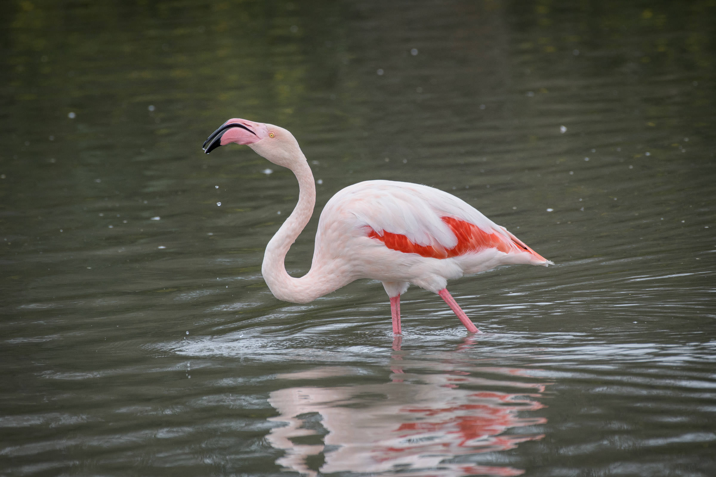 Flamingo - Flamant  - Fenicottero - Phoenicopterus