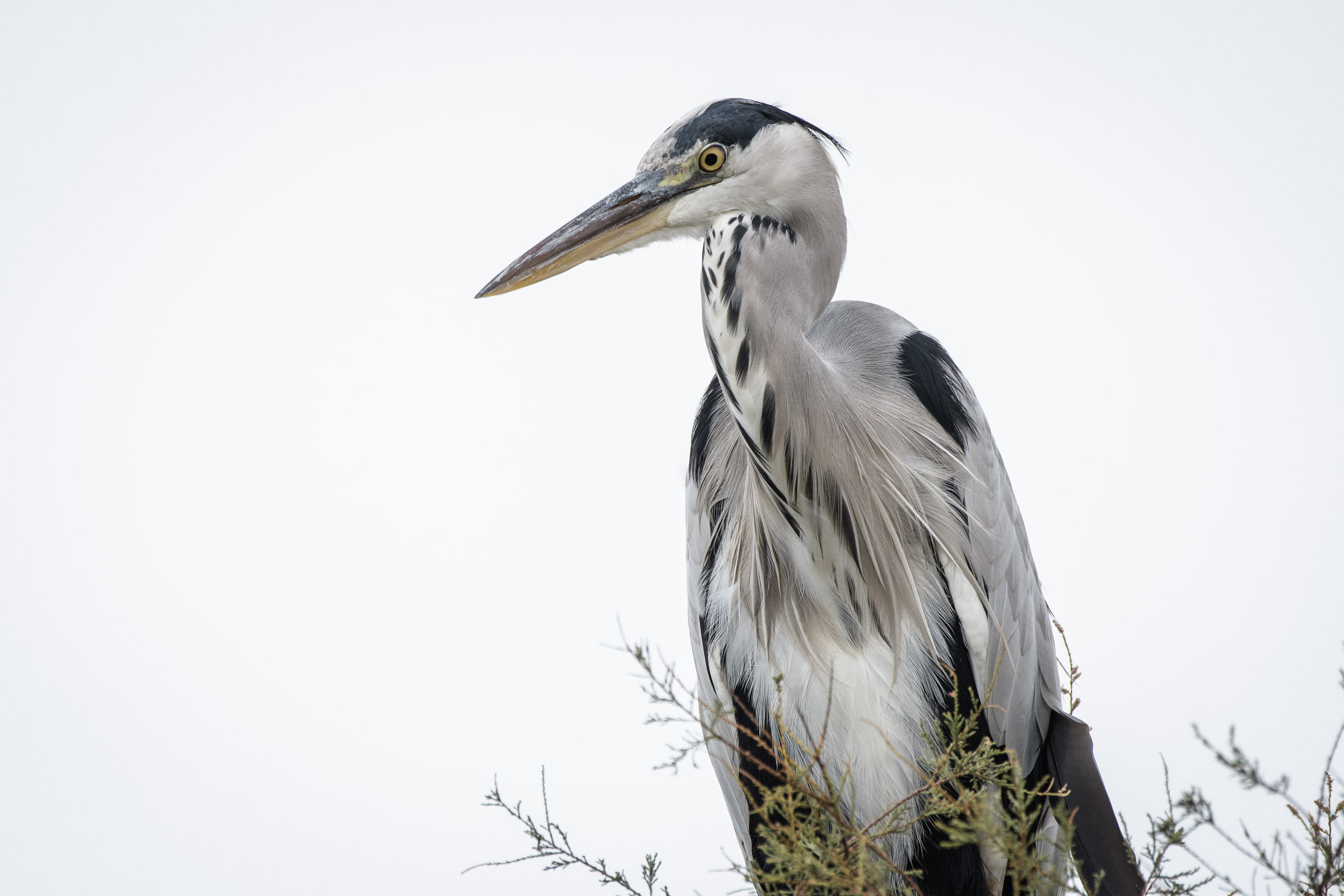 Graureiher - Héron cendré - Airone cenerino - Ardea cinerea