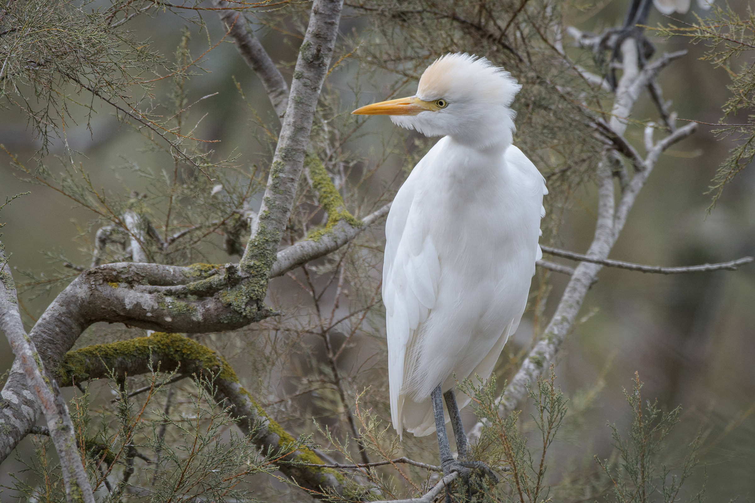 Kuhreiher - Héron garde-boeufs - Airone guardabuoi - Bubulcus ibis