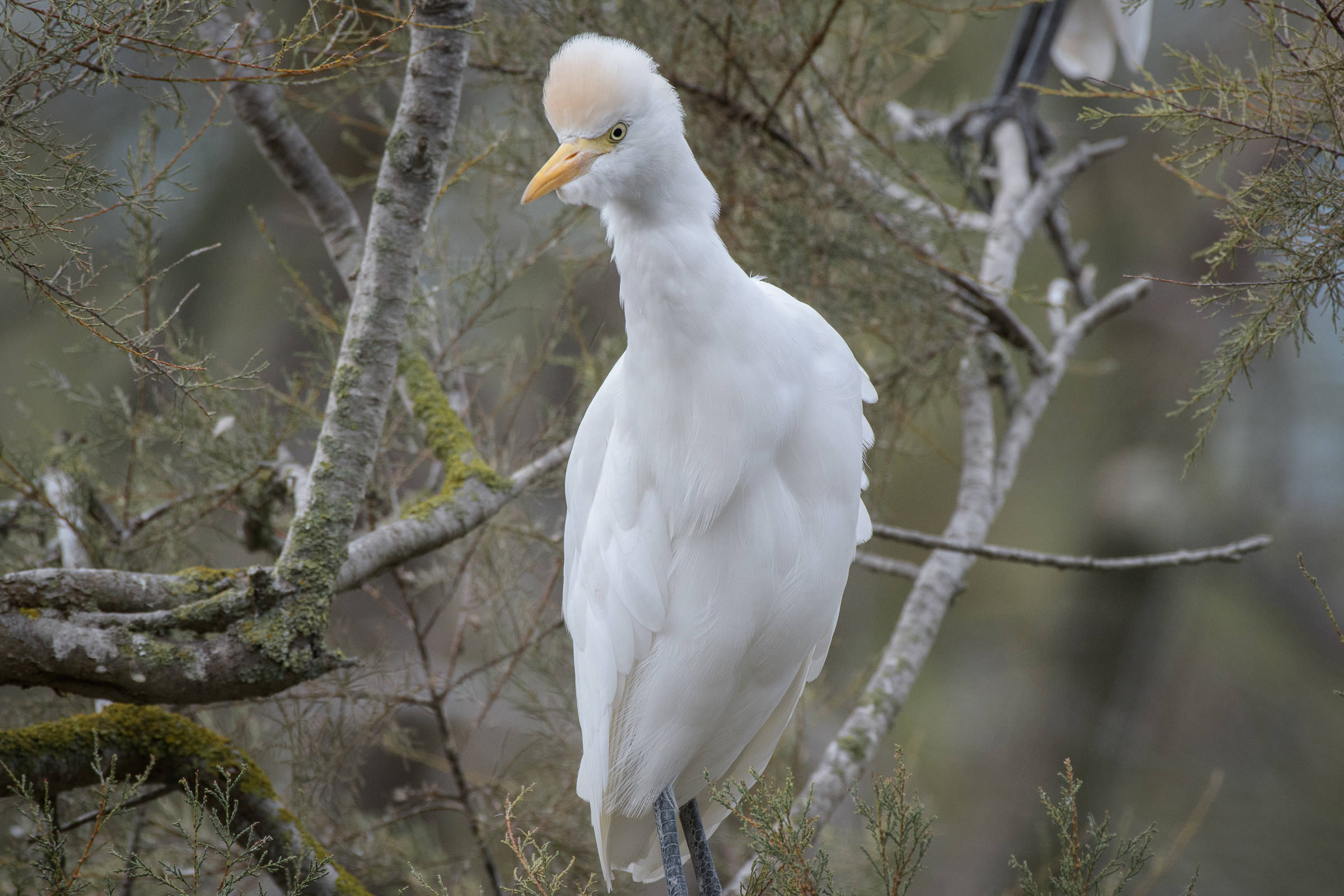 Kuhreiher - Héron garde-boeufs - Airone guardabuoi - Bubulcus ibis