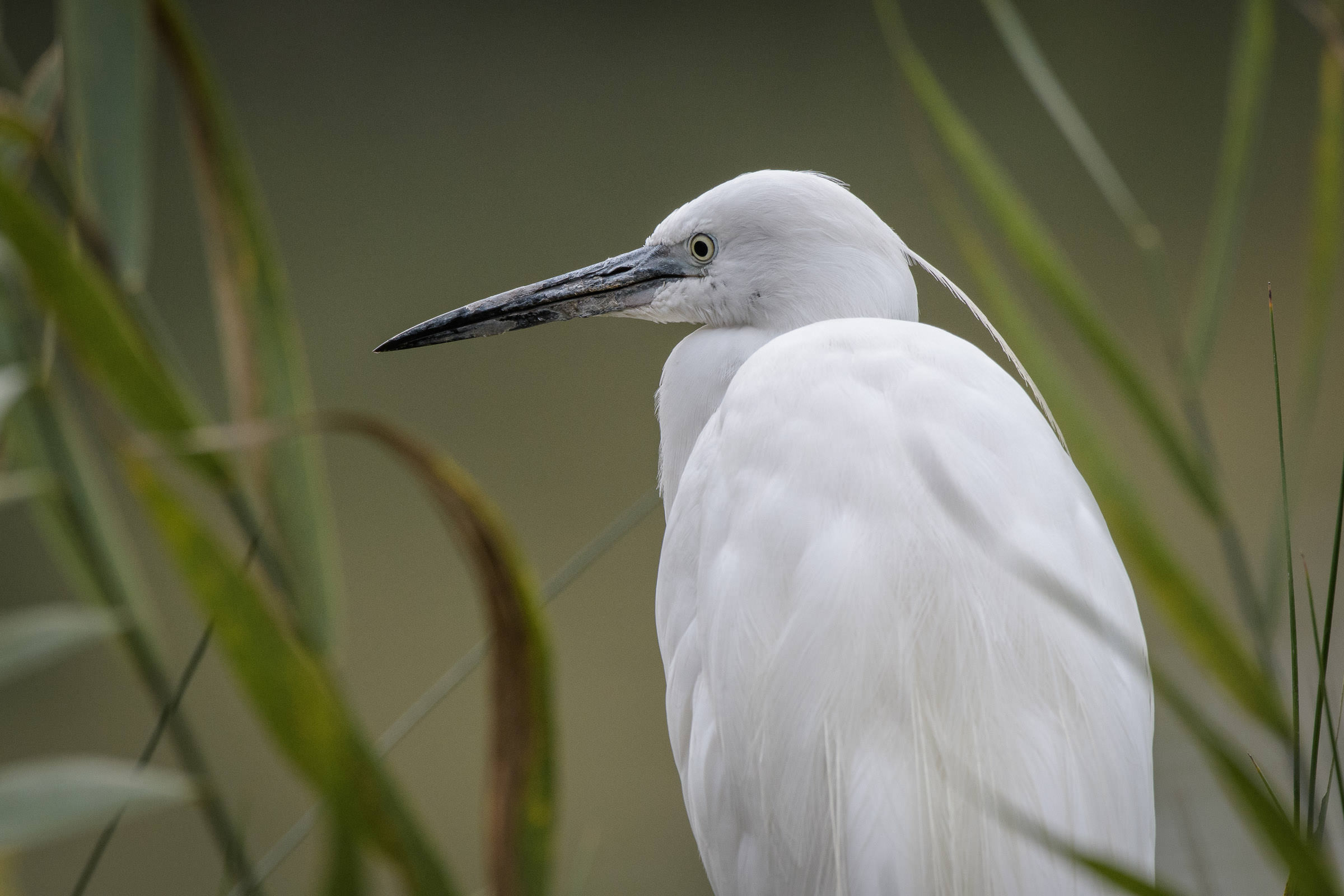 Seidenreiher - Aigrette garzette - Garzetta - Egretta garzetta