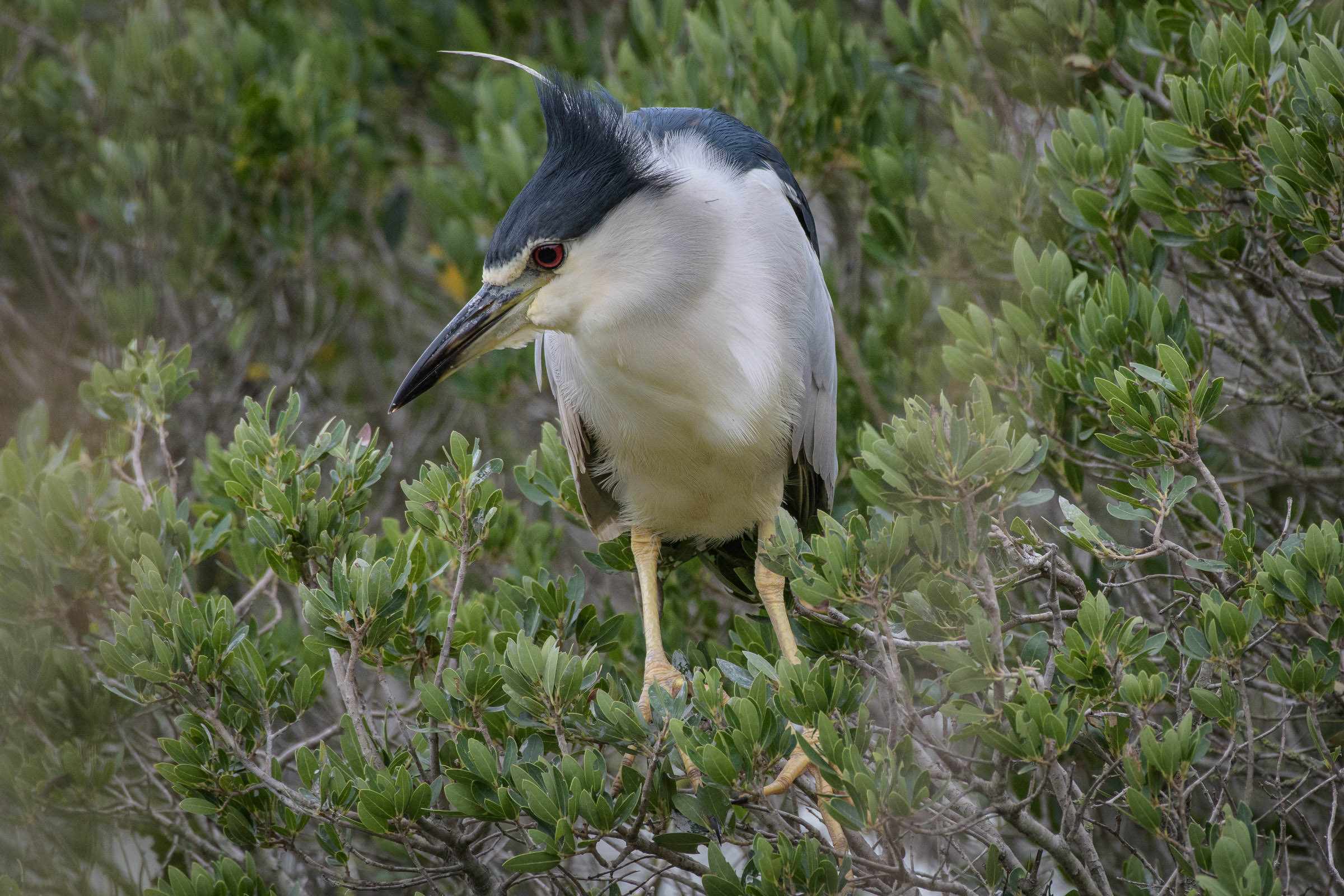 Nachtreiher - Bihoreau gris - Nitticora - Nycticorax nycticorax