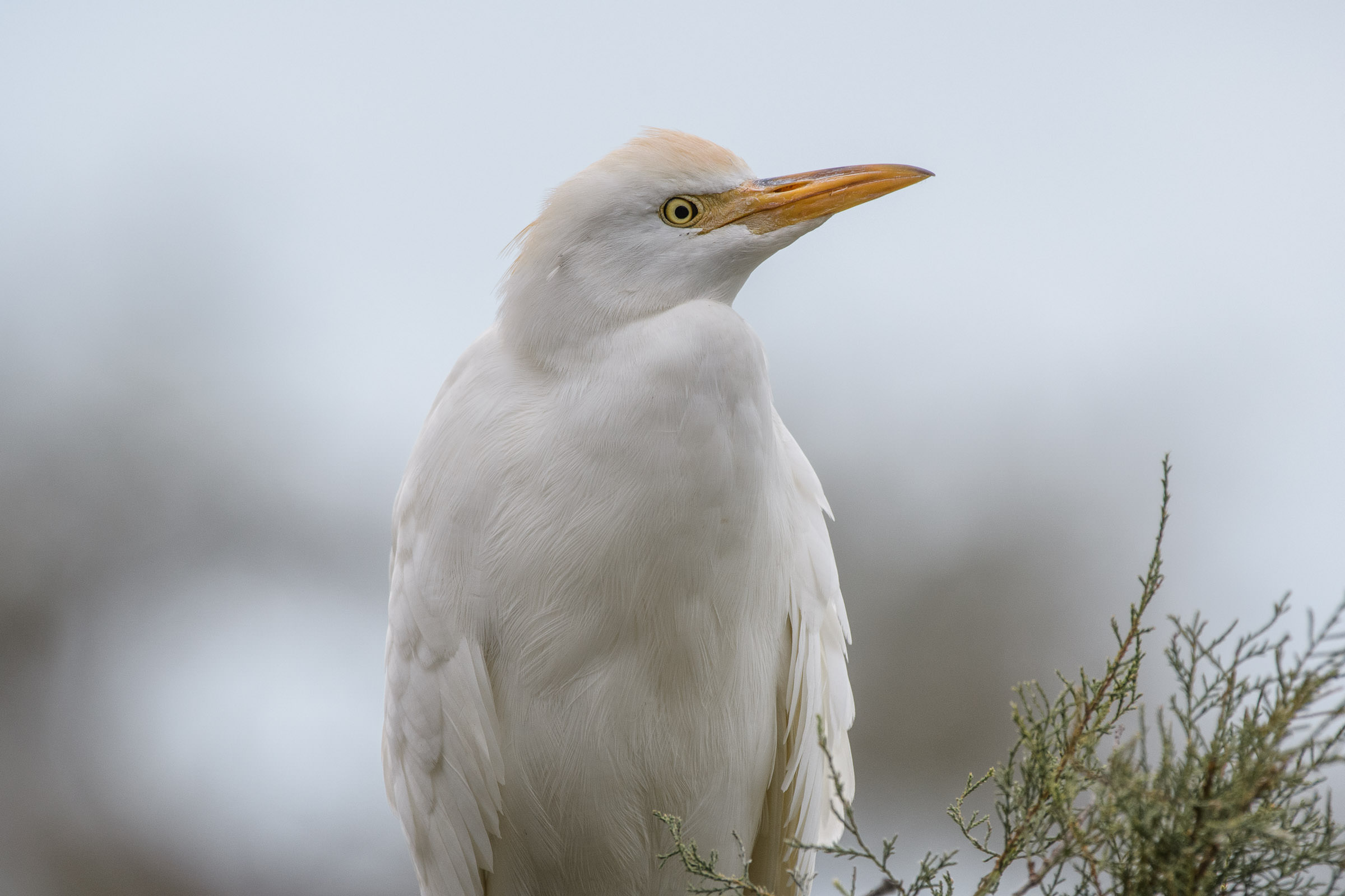 Kuhreiher - Héron garde-boeufs - Airone guardabuoi - Bubulcus ibis