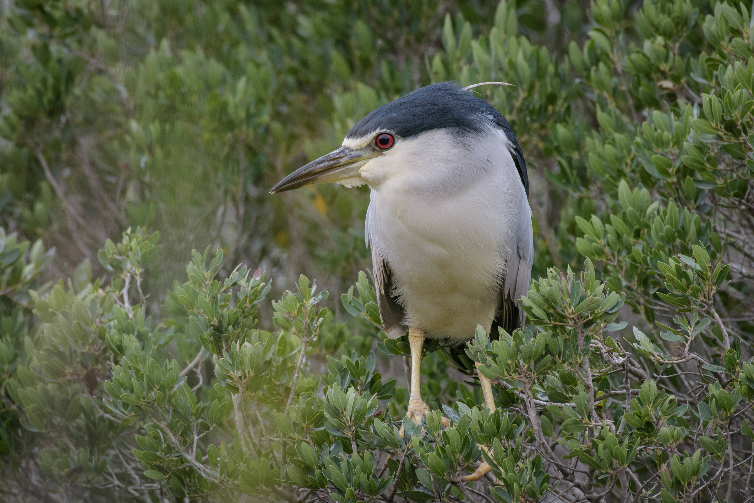 Nachtreiher - Bihoreau gris - Nitticora - Nycticorax nycticorax