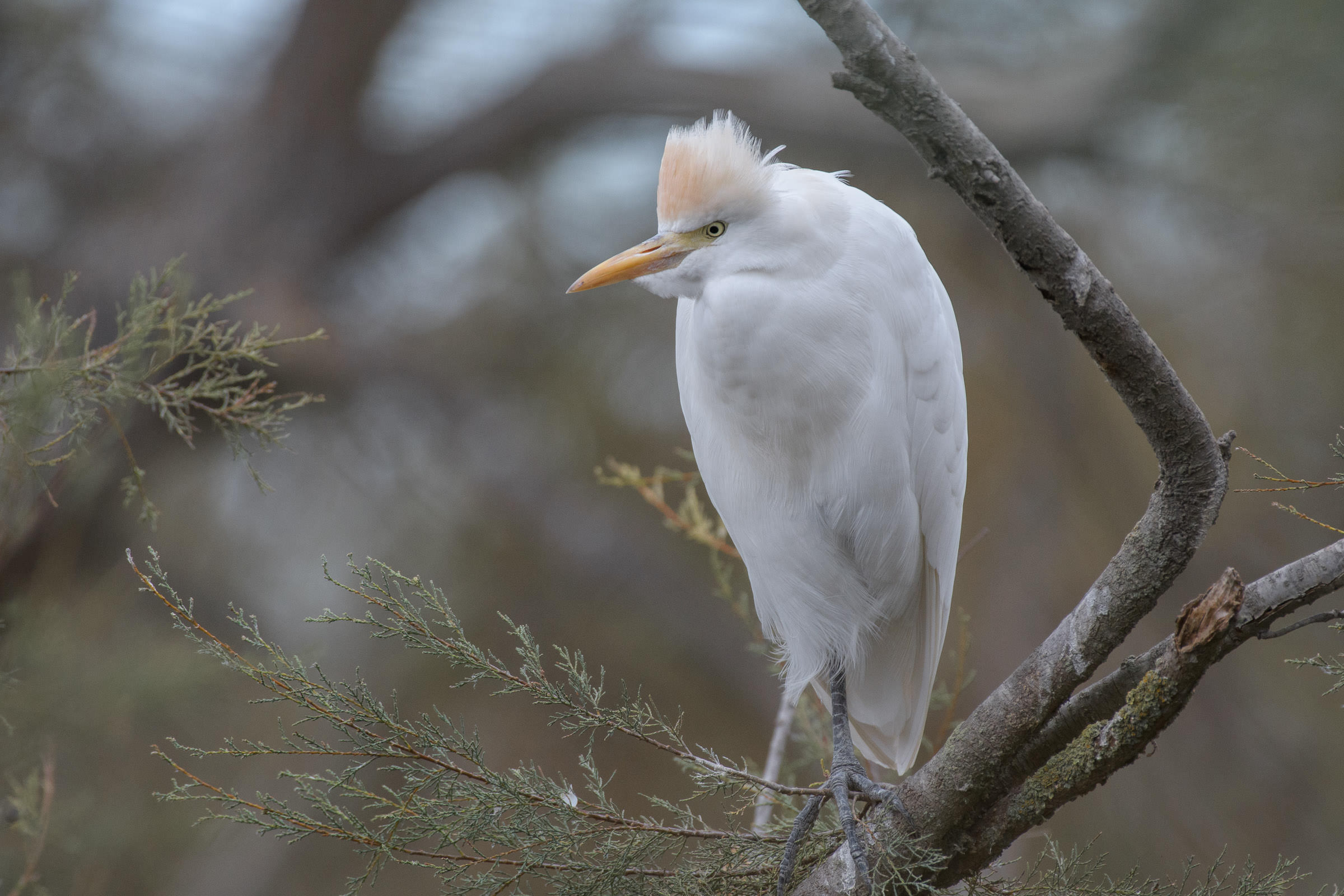 Kuhreiher - Héron garde-boeufs - Airone guardabuoi - Bubulcus ibis