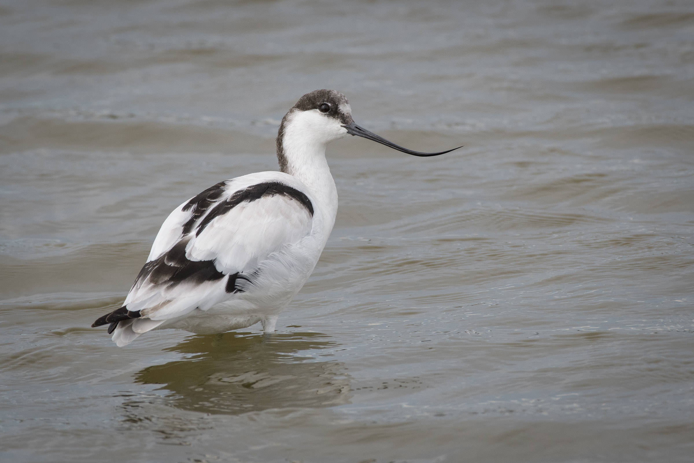 Säbelschnäbler - Avocette élégante - Avocetta - Recurvirostra avosetta