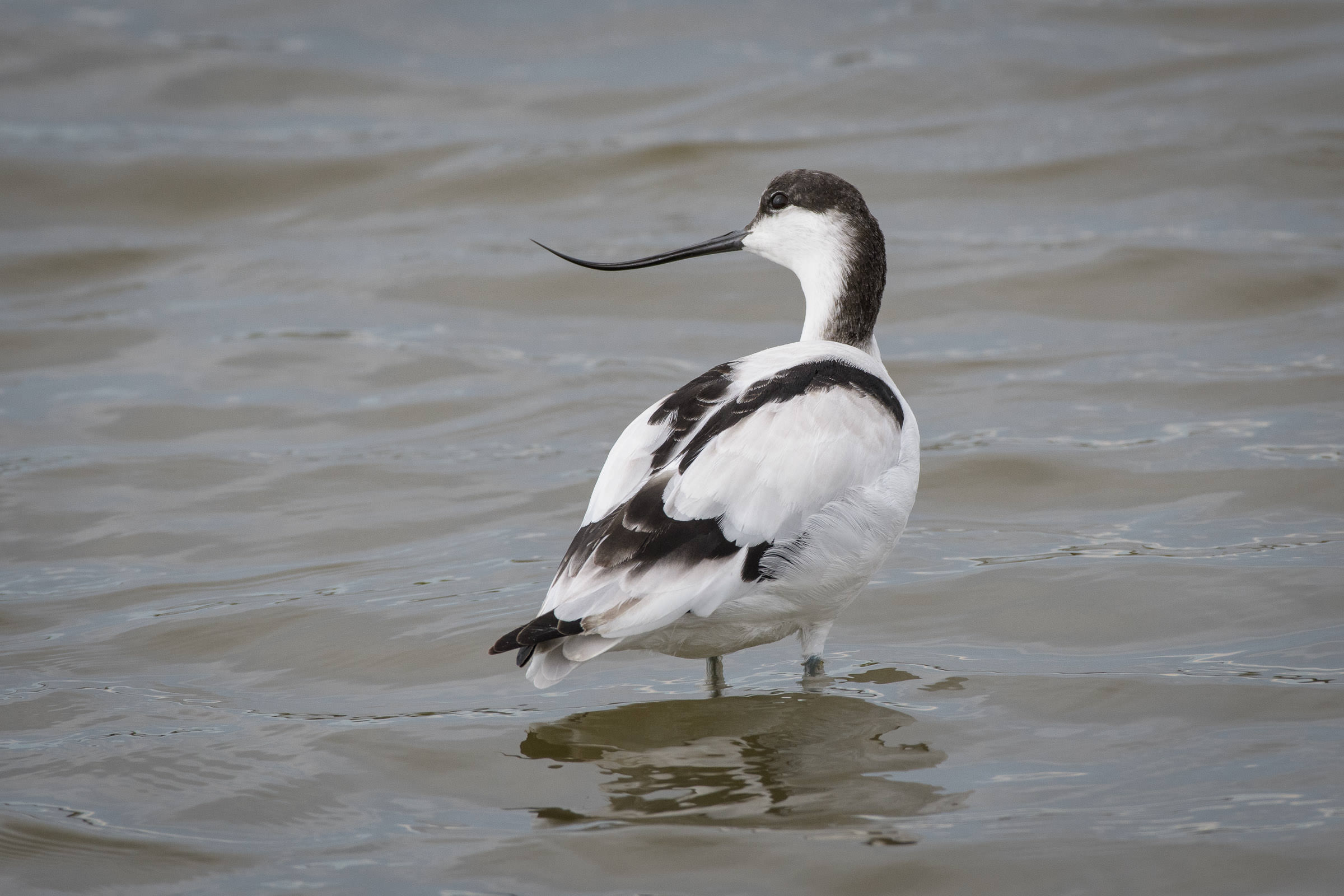 Säbelschnäbler - Avocette élégante - Avocetta - Recurvirostra avosetta