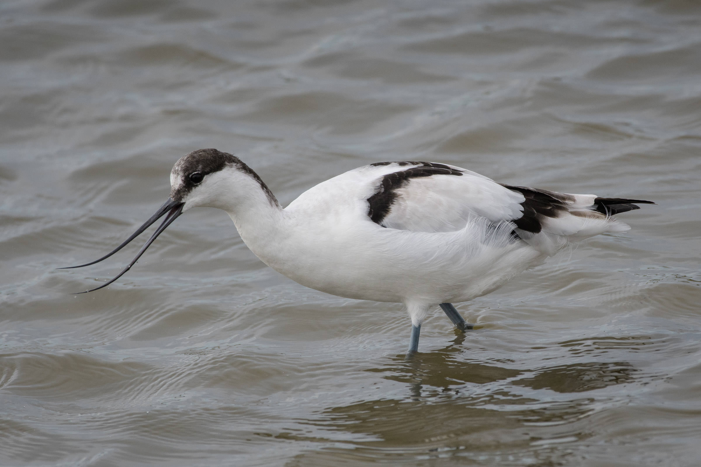 Säbelschnäbler - Avocette élégante - Avocetta - Recurvirostra avosetta