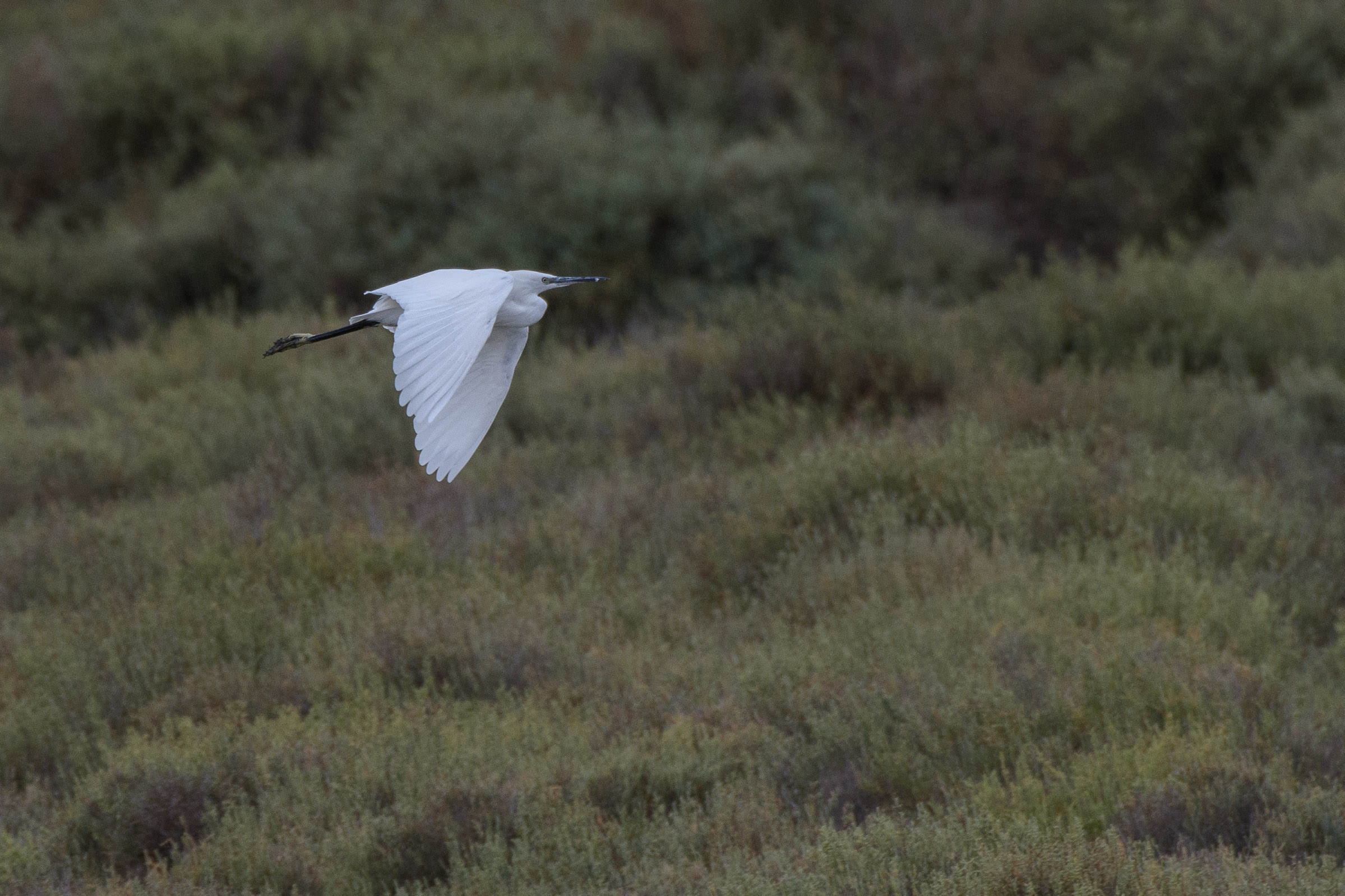 Seidenreiher - Aigrette garzette - Garzetta - Egretta garzetta