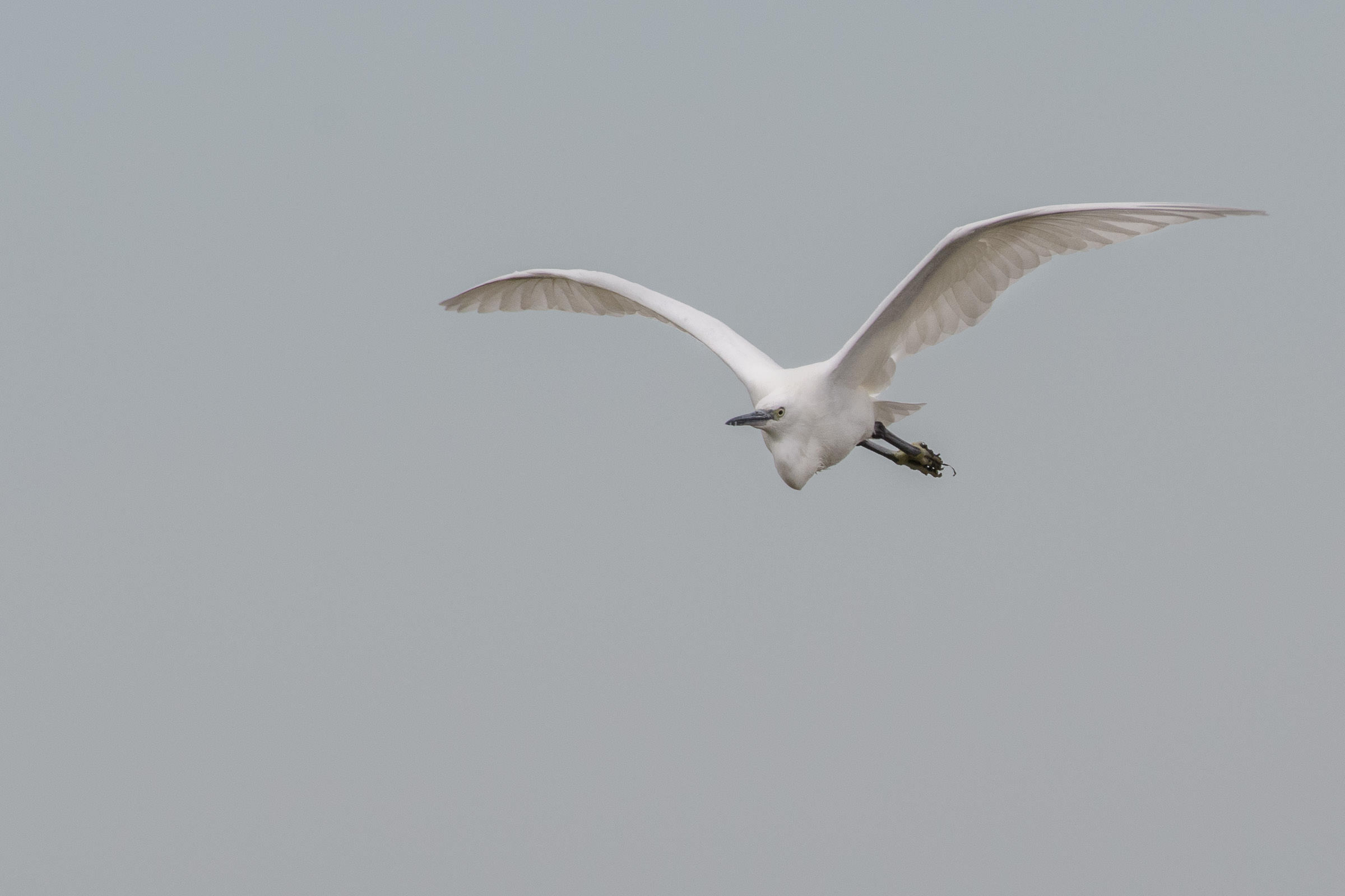 Seidenreiher - Aigrette garzette - Garzetta - Egretta garzetta