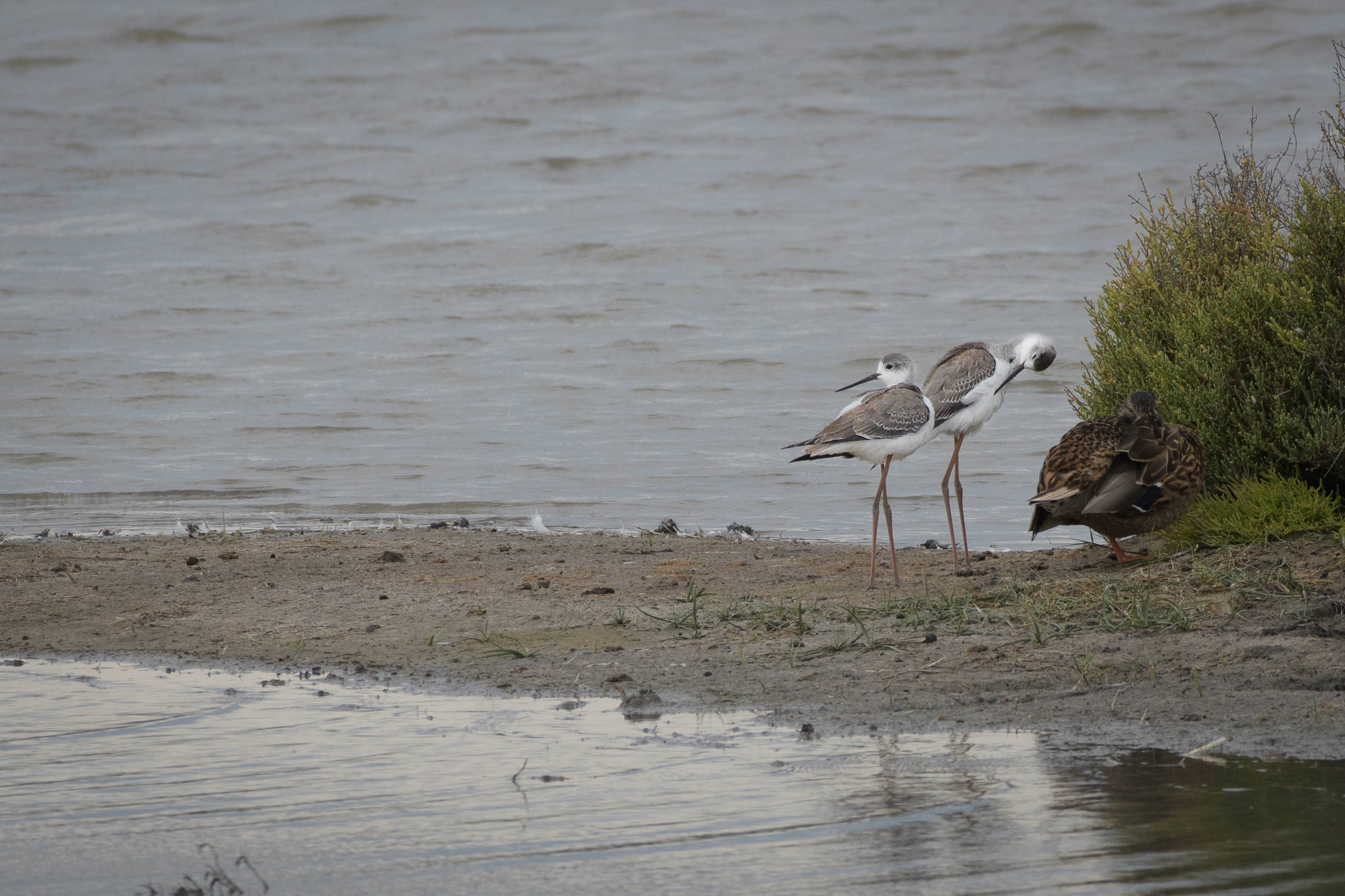 Stelzenläufer - Echasse blanche - Cavaliere d'Italia - Himantopus himantopus