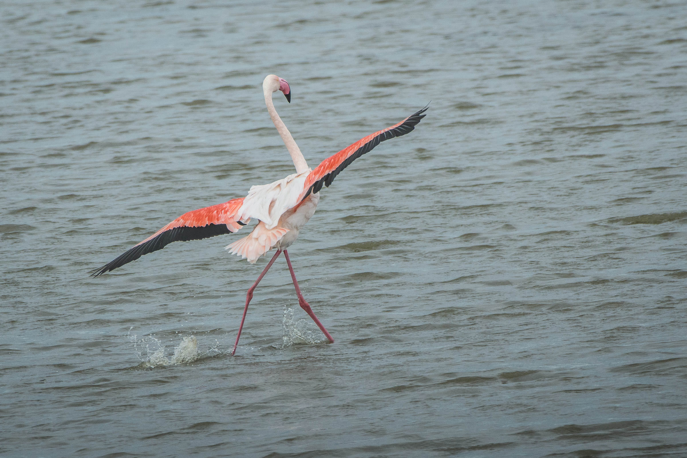 Flamingo - Flamant  - Fenicottero - Phoenicopterus