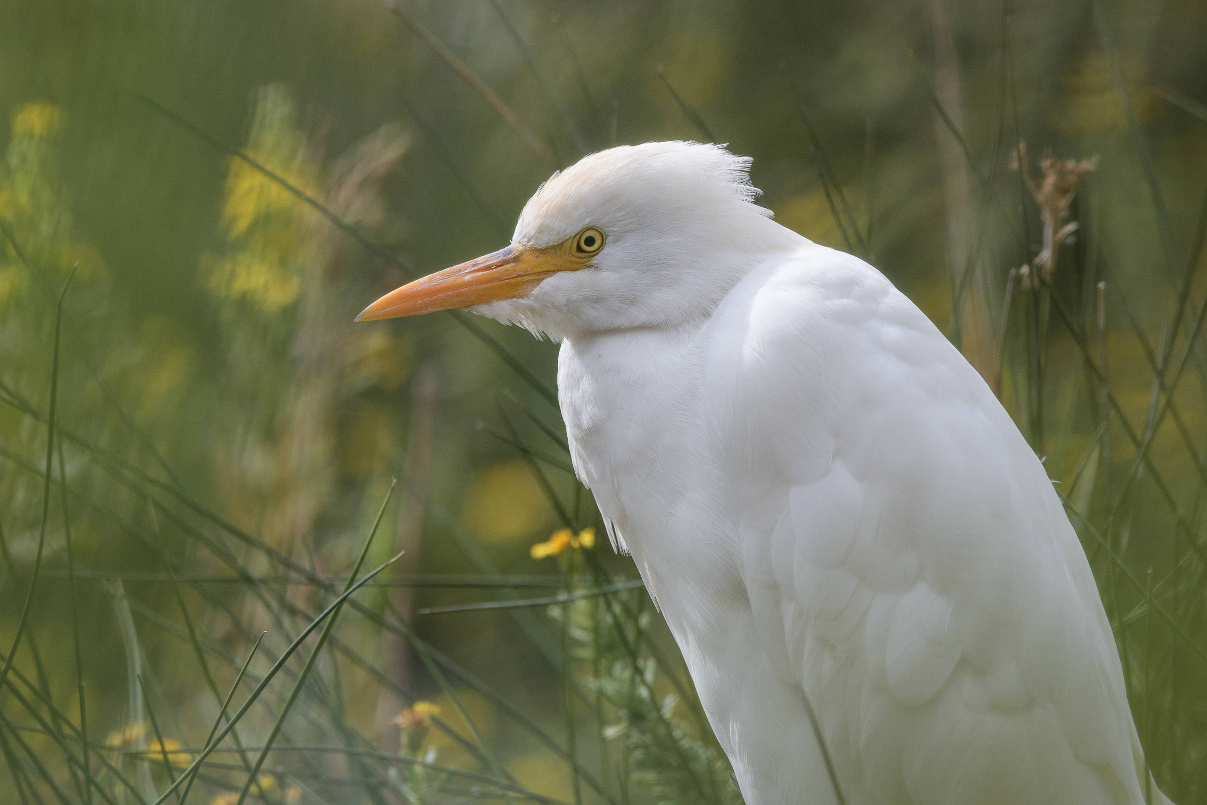 Kuhreiher - Héron garde-boeufs - Airone guardabuoi - Bubulcus ibis