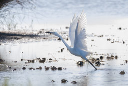 Aigrette garzette - Seidenreiher - Egretta garzetta