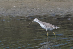 Chevalier stagnatile - Teichwasserläufer - Tringa stagnatilis