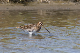 Bécassine des marais - Bekassine - Gallinago gallinago