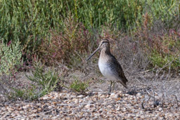 Bécassine des marais - Bekassine - Gallinago gallinago