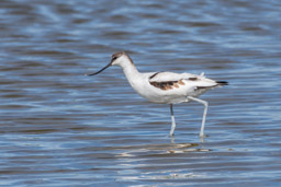 Avocette élégante - Säbelschnäbler - Recurvirostra avosetta