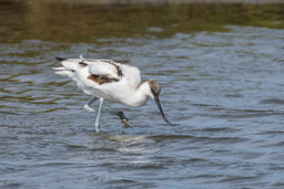 Avocette élégante - Säbelschnäbler - Recurvirostra avosetta