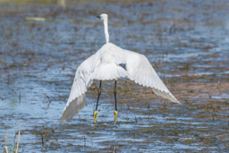 Aigrette garzette - Seidenreiher - Egretta garzetta