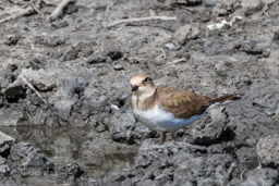 Petit Gravelot - Flussregenpfeifer - Charadrius dubius