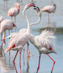 Flamant  - Flamingo - Phoenicopterus