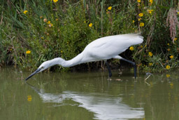 Aigrette garzette - Seidenreiher - Egretta garzetta