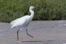 Aigrette garzette - Seidenreiher - Egretta garzetta