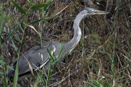 Héron cendré - Graureiher - Ardea cinerea