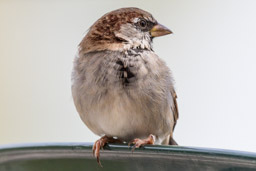 Moineau domestique - Haussperling - Passer domesticus