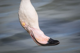 Flamant  - Flamingo - Phoenicopterus