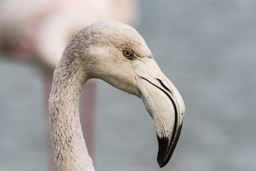 Flamant  - Flamingo - Phoenicopterus