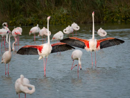 Flamant  - Flamingo - Phoenicopterus