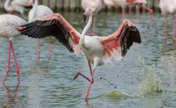 Flamant  - Flamingo - Phoenicopterus