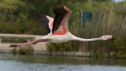 Flamant  - Flamingo - Phoenicopterus