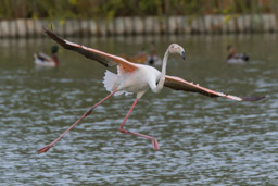 Flamant  - Flamingo - Phoenicopterus