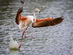 Flamant  - Flamingo - Phoenicopterus