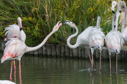 Flamant  - Flamingo - Phoenicopterus