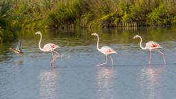 Flamant  - Flamingo - Phoenicopterus