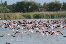Flamant  - Flamingo - Phoenicopterus