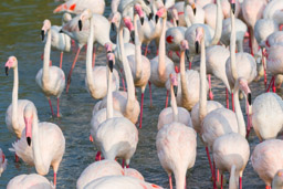 Flamant  - Flamingo - Phoenicopterus