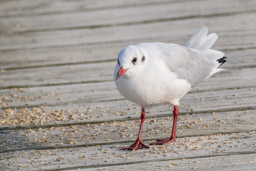 Mouette rieuse - Lachmöwe - Larus ridibundus