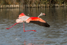 Flamant  - Flamingo - Phoenicopterus