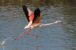 Flamant  - Flamingo - Phoenicopterus