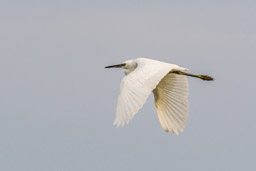 Aigrette garzette - Seidenreiher - Egretta garzetta