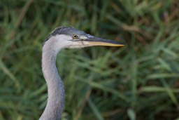 Héron cendré - Graureiher - Ardea cinerea