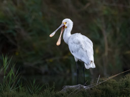 Spatule blanche - Löffler - Platalea leucorodia