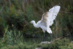 Spatule blanche - Löffler - Platalea leucorodia